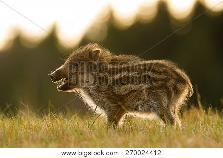The Wild Boar Piglet, Sus Scrofa Is Standing In The Grass In The Backlight Of Sunset. In The Backgou
