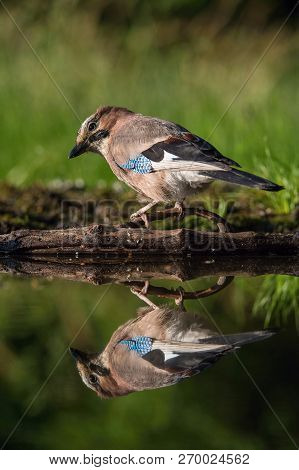 Eurasian Jay, Garrulus glandarius is sitting at the forest waterhole, reflecting in the  surface, pr