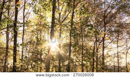 Sun Peeping Through Trees In The Local Forest At Backa, Gothenburg
