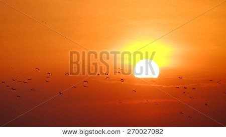 Silhouette Sunset At Dusk With Many Birds Fly In Orange Sky And A Row Of Top Trees Darnkness