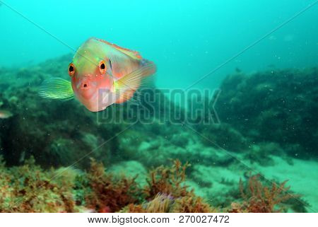 Fish Of The Portuguese Coast, Diving In Portinho Da Arrabida, Portugal