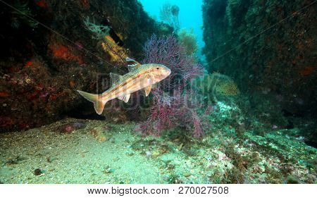 Fish Of The Portuguese Coast, Diving In Portinho Da Arrabida, Portugal