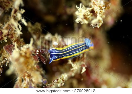 Nudibranch, Diving In Portinho Da Arrabida, Portugal