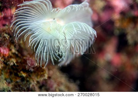 Spirograph, Diving In Portinho Da Arrabida, Portugal