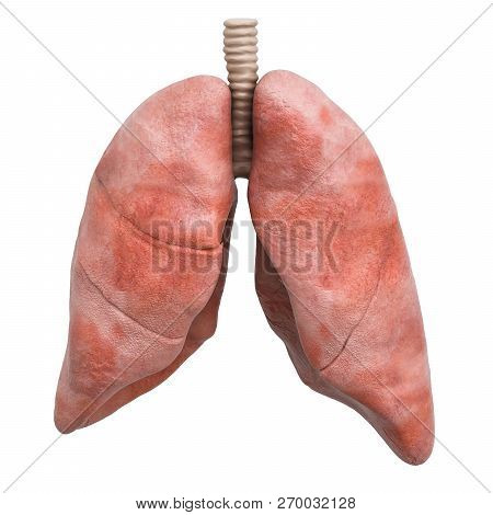 Realistic Human Lungs, 3d Rendering Isolated On White Background