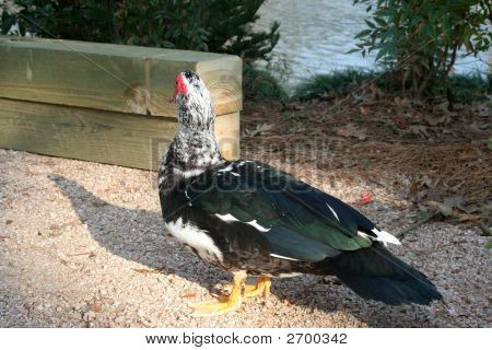 Walking Duck