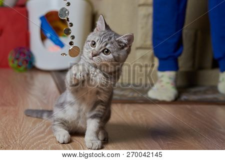 The Girl Is Playing With A Little Grey Scottish Striaght Kitten At Home. She Is Teasing It With The 