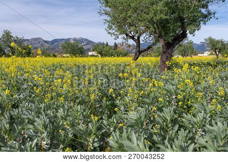 Fields Covered With Yellow Flowers During Springtime In Mallorca