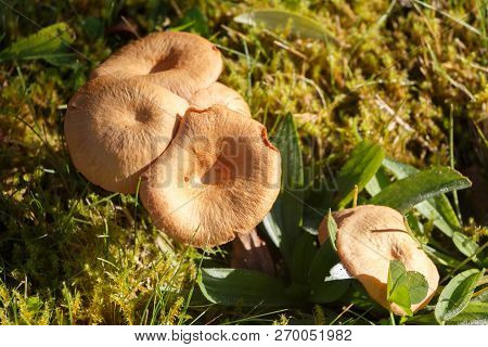 Mower's Mushrooms In Moss