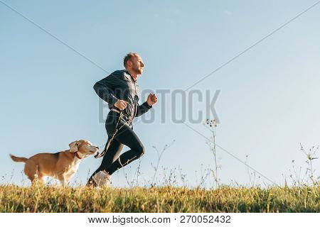 Sport Activity With Pet. Canicross Exercises. Man Runs With His Beagle Dog