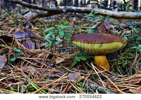 Xerocomus Badius Mushroom Is Growing In The Forest