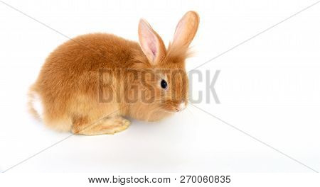 Lionhead Bunny Rabbit Brown Isolated On A White Background.