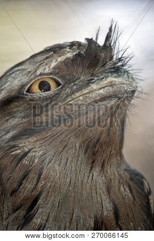 This Is A Close Up Of A Tawny Frogmouth