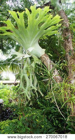 Platycerium Ferns Staghorn Or Elkhorn Fern On Tree / Beautiful Green Fern Platycerium Growing Branch