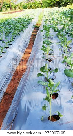 Vegetable Garden / Green Chinese Kale Growing In Vegetable Field Farming Green House Organic Chinese