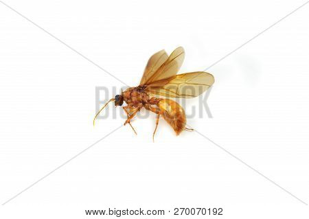 Subterranean Ants Isolated / Golden Subterranean Insects Horsefly Isolated On White Background / Dea