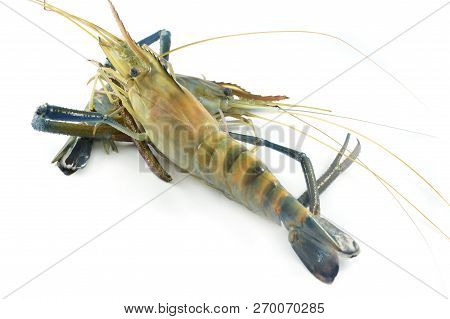 Fresh Shrimp Isolated / Raw Shrimp On White Background - The Big Blue Claw Shrimp Or Prawn For Cook 