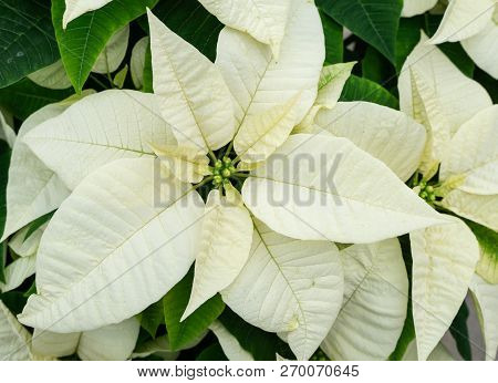 Beautiful White Poinsettia Plant Perfect For Christmas Holiday Decoration.