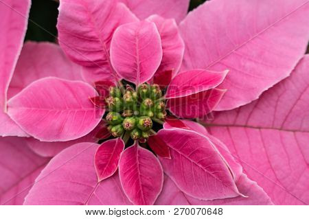 Close-up Of Beautiful Pink Poinsettia Blooming Just In Time For Christmas