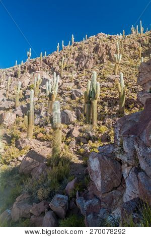 Group Of Huge Trichoreus Cactii On A Hill In The Surroundings Of Salar De Uyuni Salt Flat, Bolivia