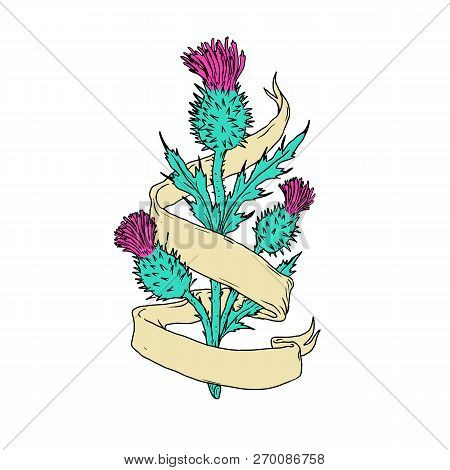 Color Drawing Sketch Style Illustration Of A Scottish Or Scotch Thistle With Ribbon Or Scroll Wrap A