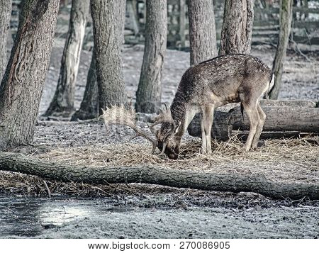 Fallow Deer Spotted In Enclosure Searches The Falling Autumn Leaves And Looks For The Fallen Acorns.
