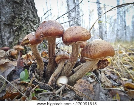 A Family Of Edible Mushrooms -  Frostbitten Honey Fungus In The Late Autumn Near The Birch.