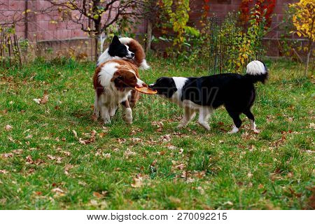 Three Dogs Of Breed Border Collie Playing In Frisby On The Garden