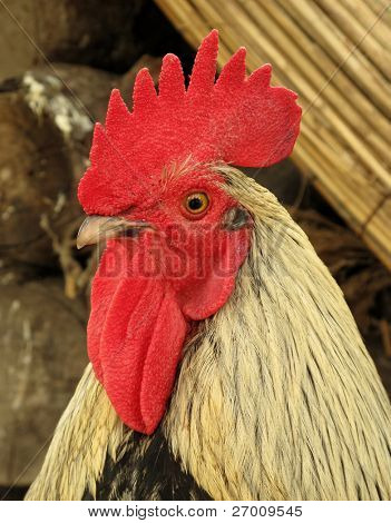 Kogut kogut chanticleer