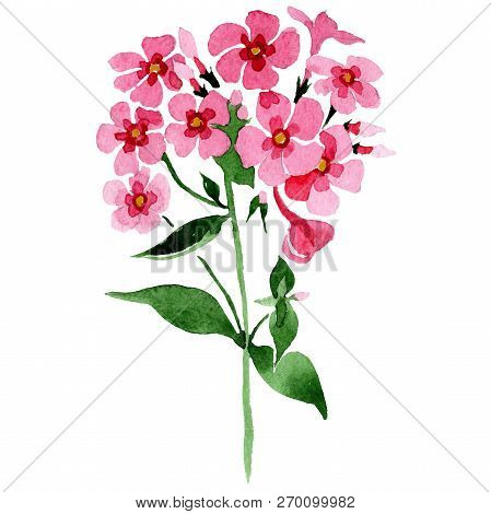 Pink Phlox Flowers With Green Leaves. Isolated Phlox Illustration Element. Watercolor Background Ill