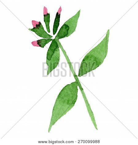 Pink Phlox Flowers With Green Leaves. Isolated Phlox Illustration Element. Watercolor Background Ill