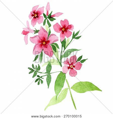 Pink Phlox Flowers With Green Leaves. Isolated Phlox Illustration Element. Watercolor Background Ill