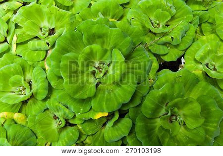 A Large Lettuce Plant Floats On A Beautiful Water Surface.