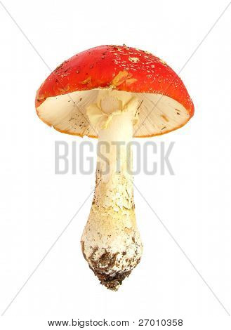 Fly Agaric Amanita muscaria mushroom