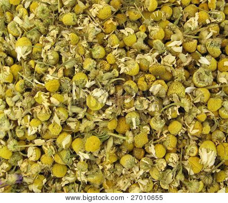 カモミール茶の乾燥