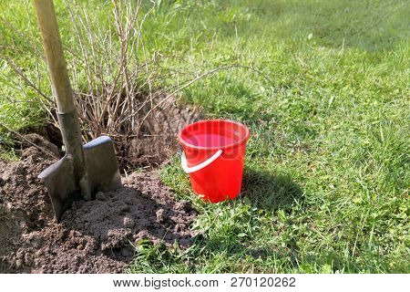 Shovel, Red Bucket And Large Currant Bush In The Garden / Autumn Fruit Crop Transplantation