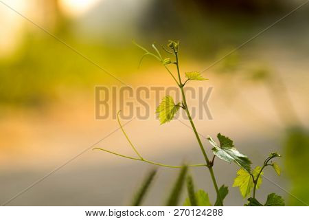 Young Green Grape Vine Branch During Spring. Detailed Young Grape Vine Leaf.