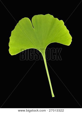 은행나무 biloba 리프 블랙