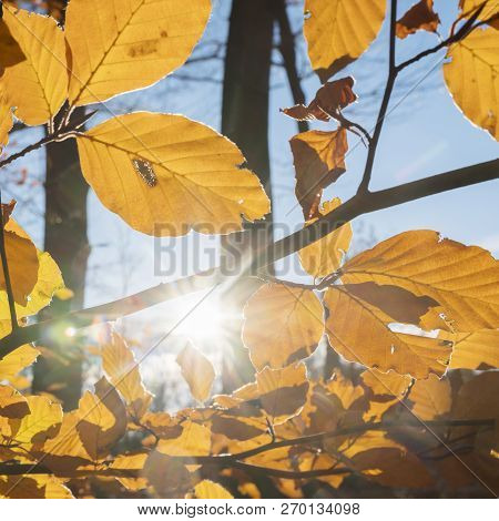 Beech Autumn Leaves And Sunlight In Dutch November Forest Near Doorn And Utrecht In The Netherlands