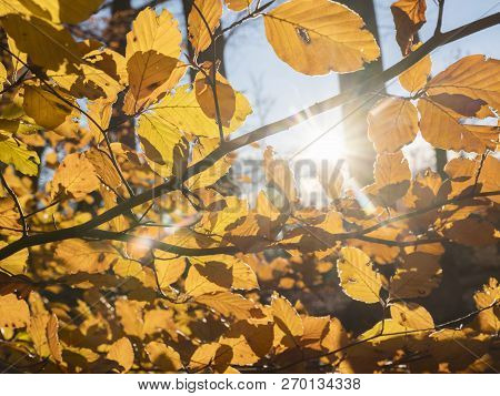 Beech Autumn Leaves And Sunlight In Dutch November Forest Near Doorn And Utrecht In The Netherlands