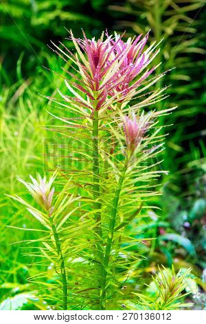 Aquarium Plant (limnophila Hippuroides) Shot In Aquarium.