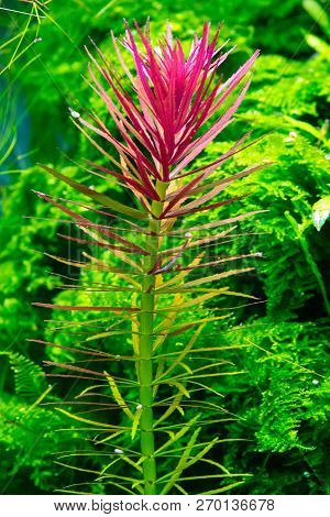Aquarium Plant (limnophila Hippuroides) Shot In Aquarium.