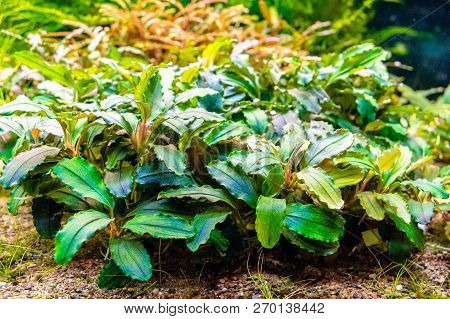 Aquarium Plants (bucephalandra Brownie Blue) Shot In Aquarium.