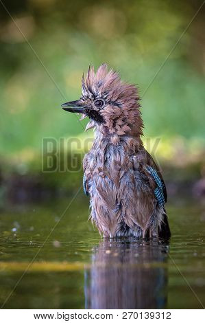Eurasian Jay, Garrulus Glandarius Is Sitting At The Forest Waterhole, Reflecting In The  Surface, Pr