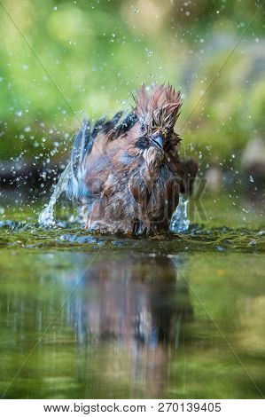 Eurasian Jay, Garrulus Glandarius Is Sitting At The Forest Waterhole, Reflecting In The  Surface, Pr