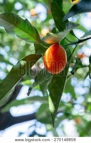 Tropical Small Ripe Orange Citrus Fruits Kumquats On Tree, Close Up, Ready To Harvest