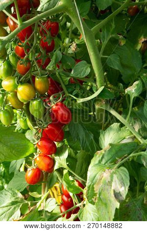 Bio Farming In Italy, Cultivation Of Sweet Cherry Tomatoes In Greenhouse, Agriculrutal Region Near F