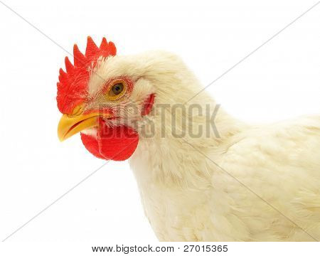 Pollo blanco