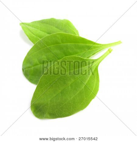 Plantago store større Vejbred