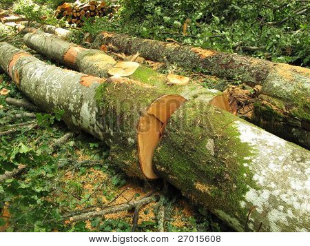 Clearfelling metsän hakkuun hakkuut